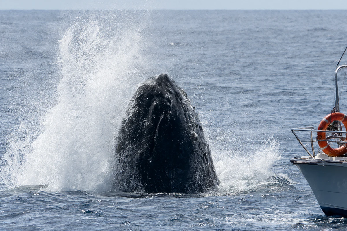 Boat trips and catamaran cruises in Hawaii