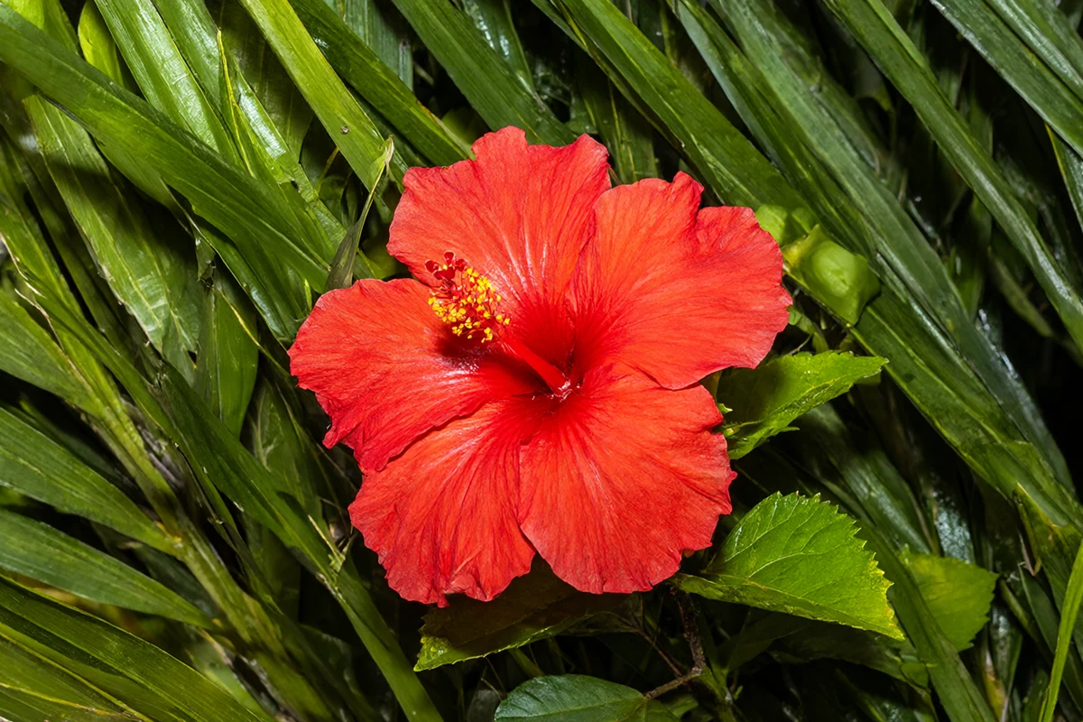 Interesting facts you didn't know about Hawaii