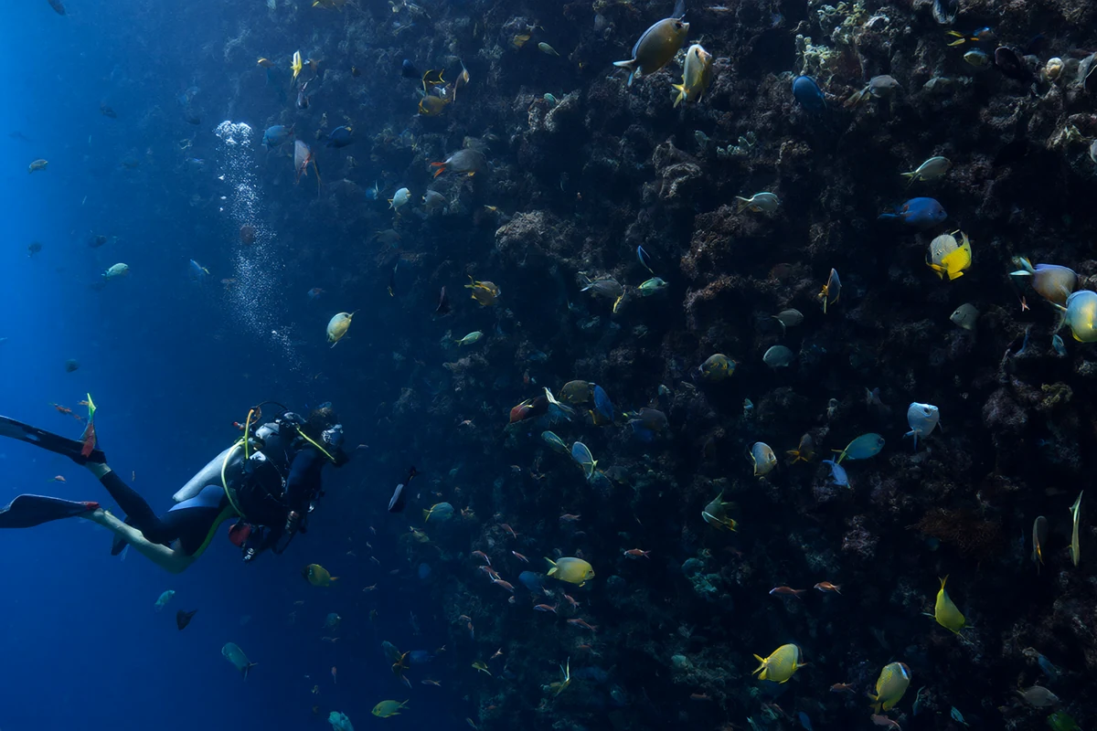 Snorkelling and diving in Hawaii